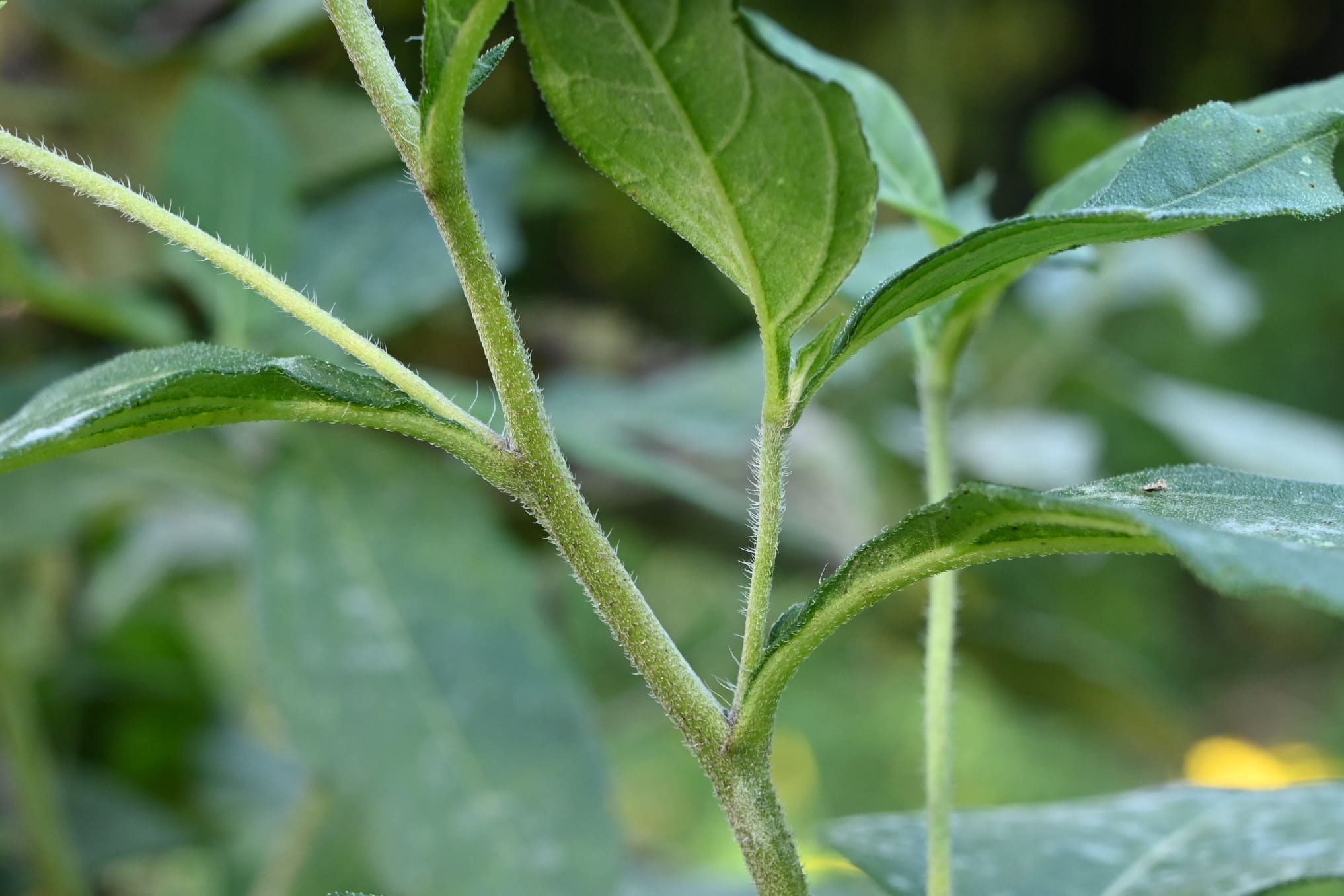 キクイモ きくいも 菊芋 庭木図鑑 植木ペディア