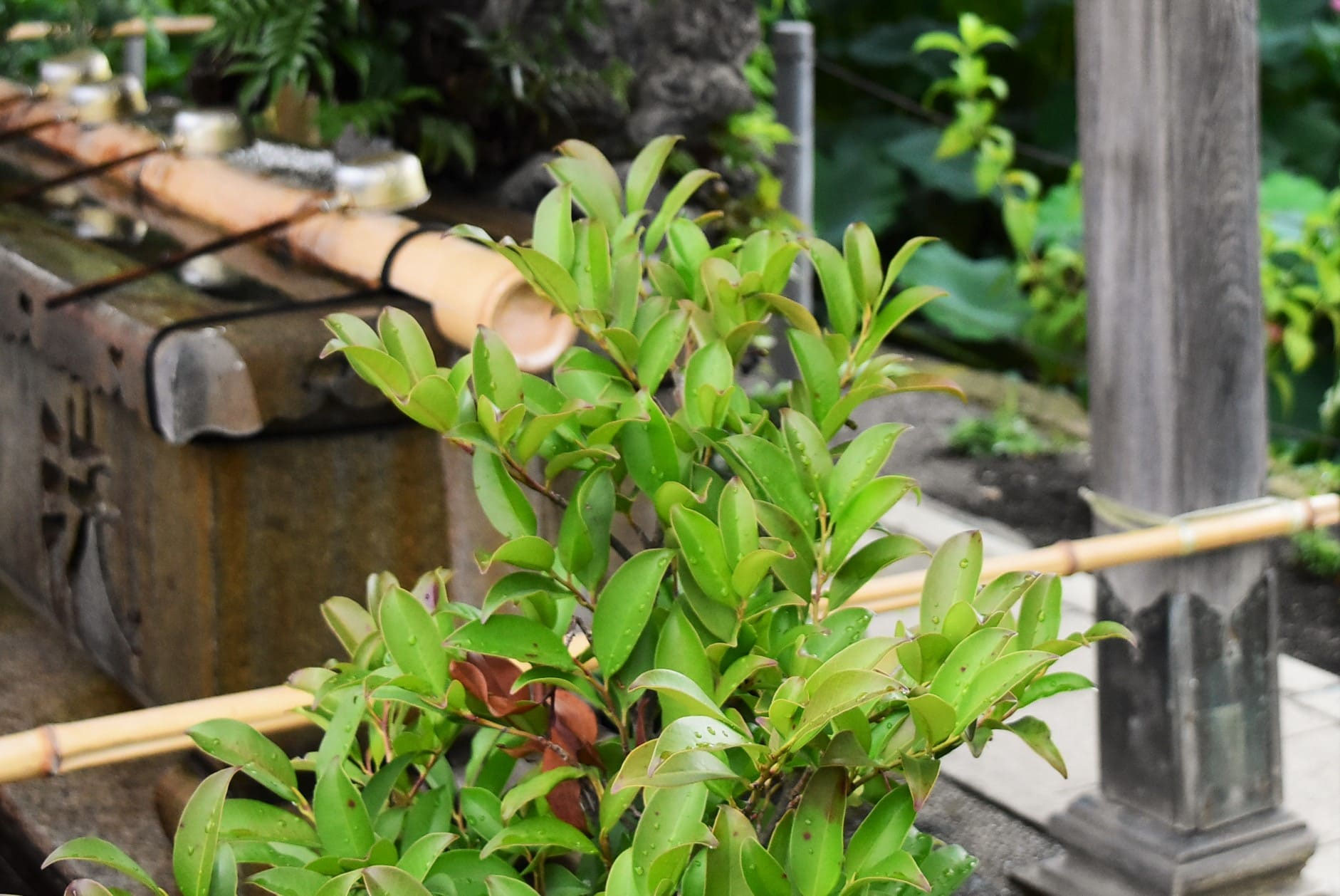 ヒサカキ（姫榊） - 庭木図鑑 植木ペディア