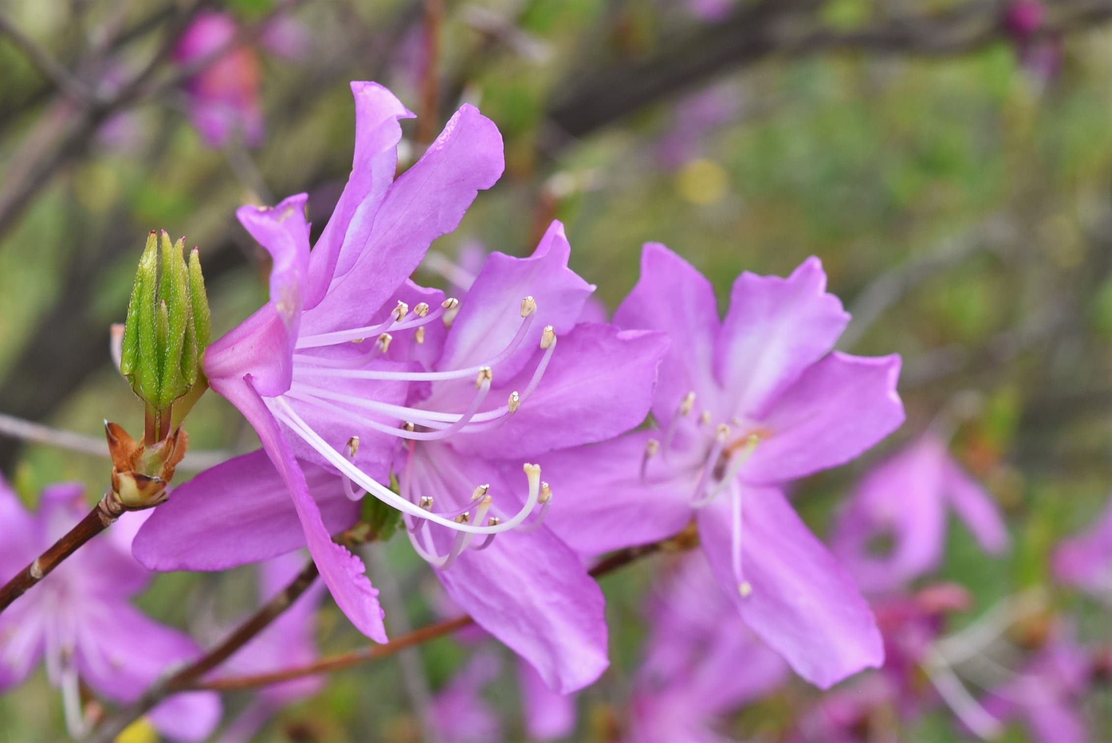 キヨスミミツバツツジ【現品発送】管理70793 キヨスミミツバツツジ