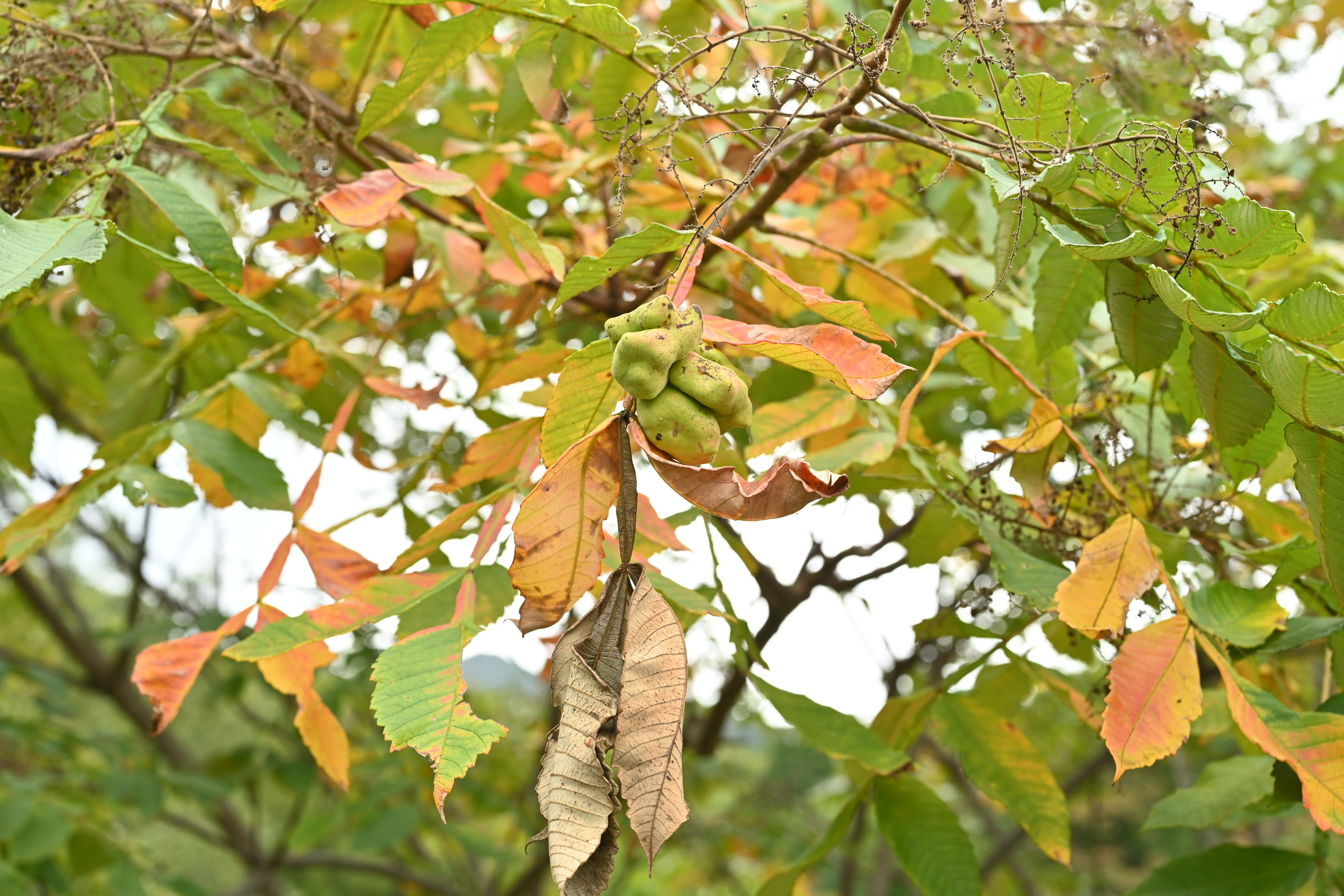見事！ただ見事！根上がりイロハモミジ。