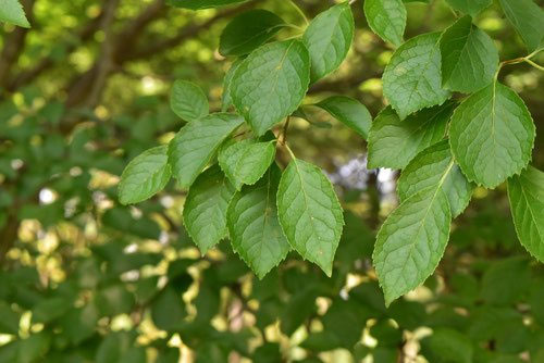 アオハダ - 庭木図鑑 植木ペディア