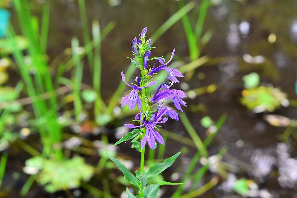 サワキキョウ　4鉢 楽天市場】サワギキョウ（沢桔梗）ファンピンク 4.5号苗(d03