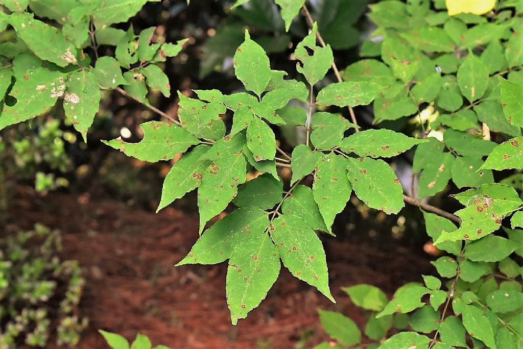トネリコ 庭木図鑑 植木ペディア トネリコ 庭木図鑑 植木ペディア