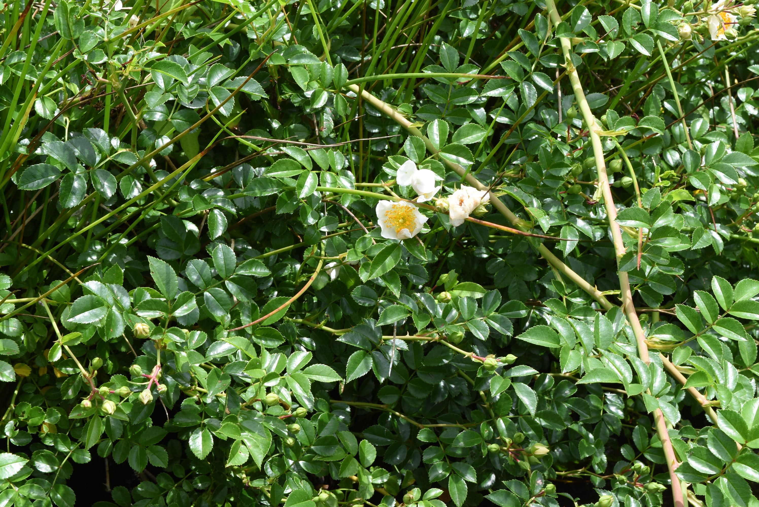 テリハノイバラ てりはのいばら 照葉野茨 庭木図鑑 植木ペディア テリハノイバラ てりはのいばら 照葉野茨 庭木図鑑 植木ペディア
