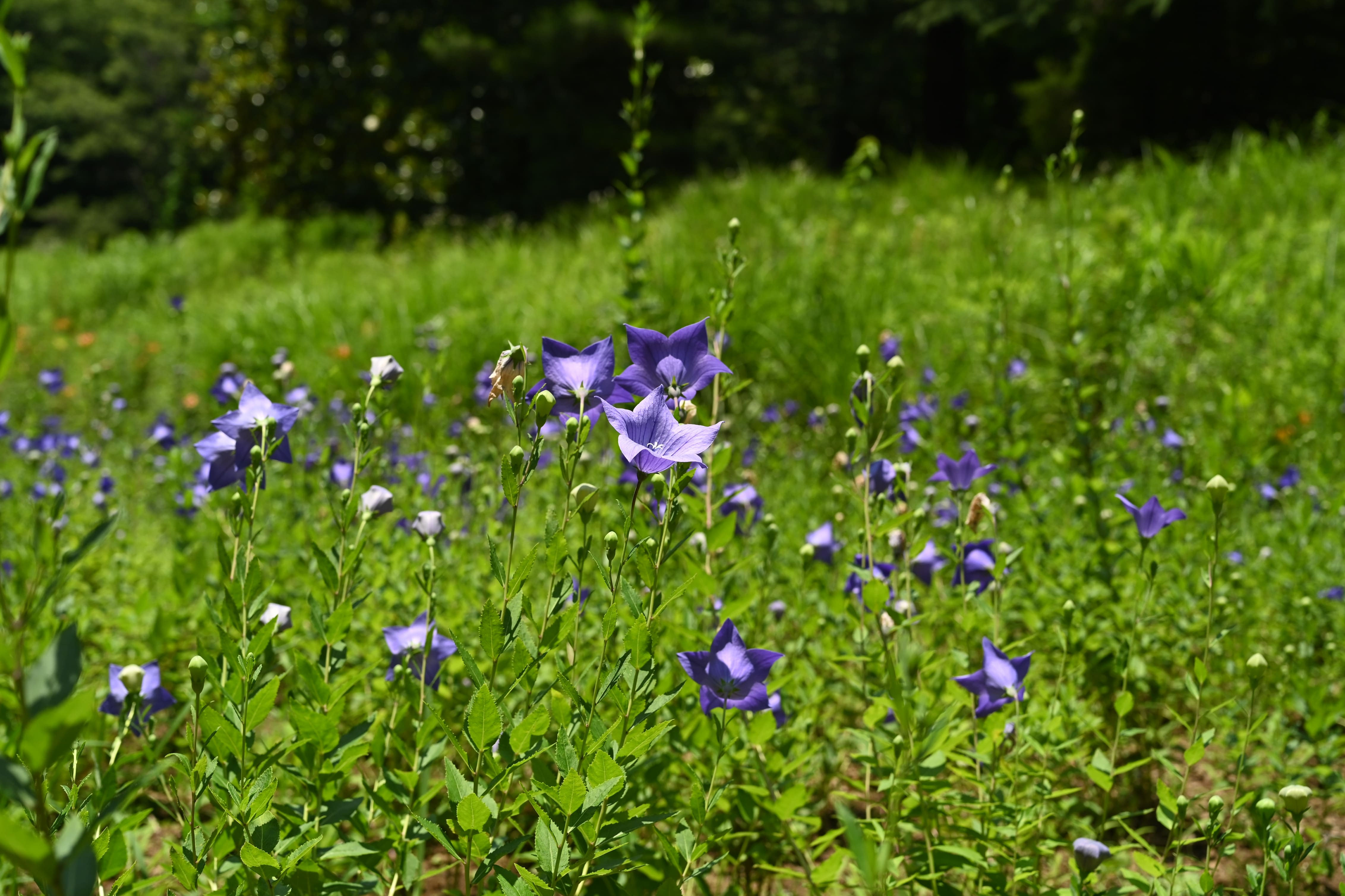 キキョウ（桔梗） - 庭木図鑑 植木ペディア