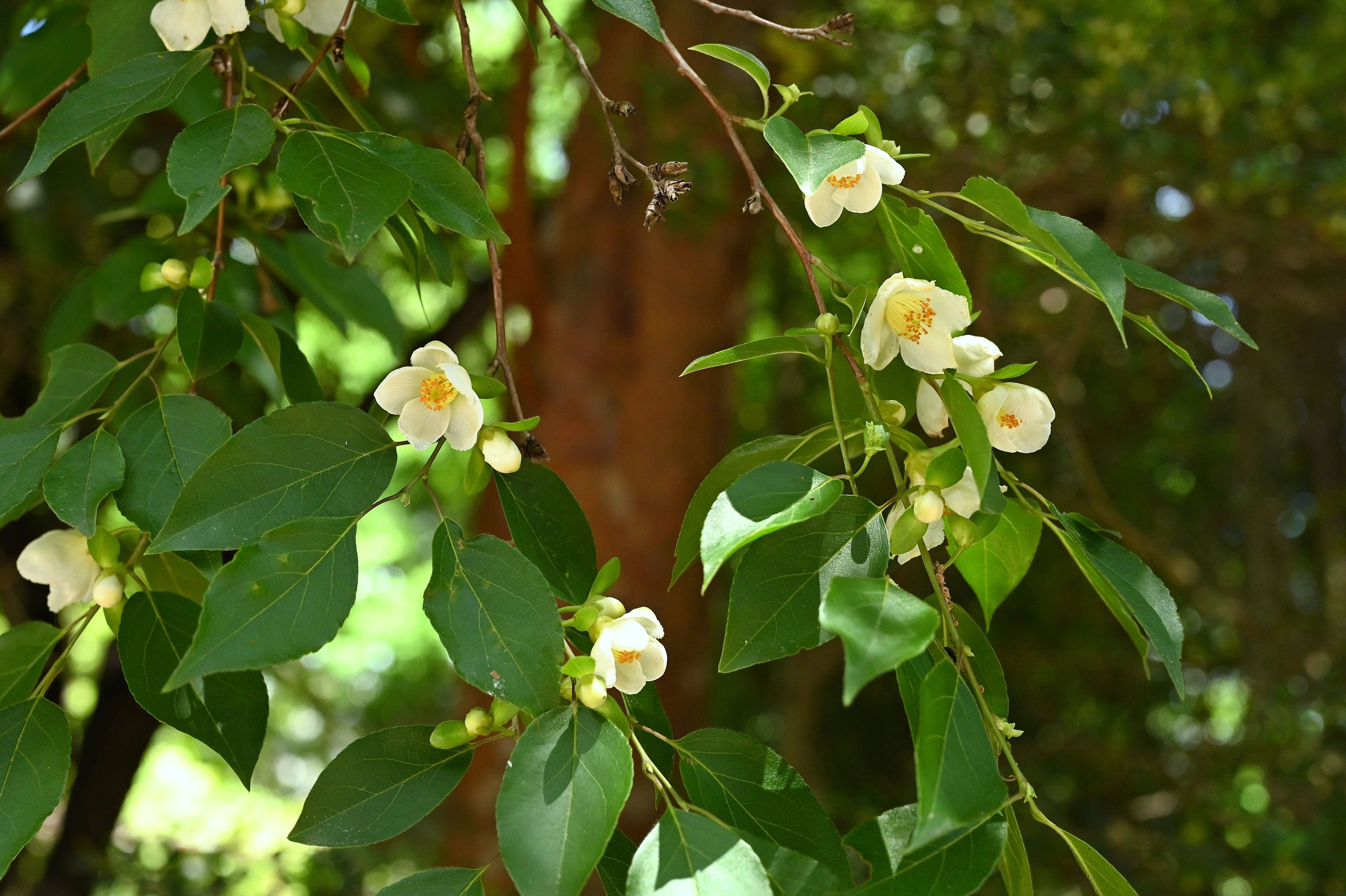 山採り コバノガマズミ ナツハゼ 混合株