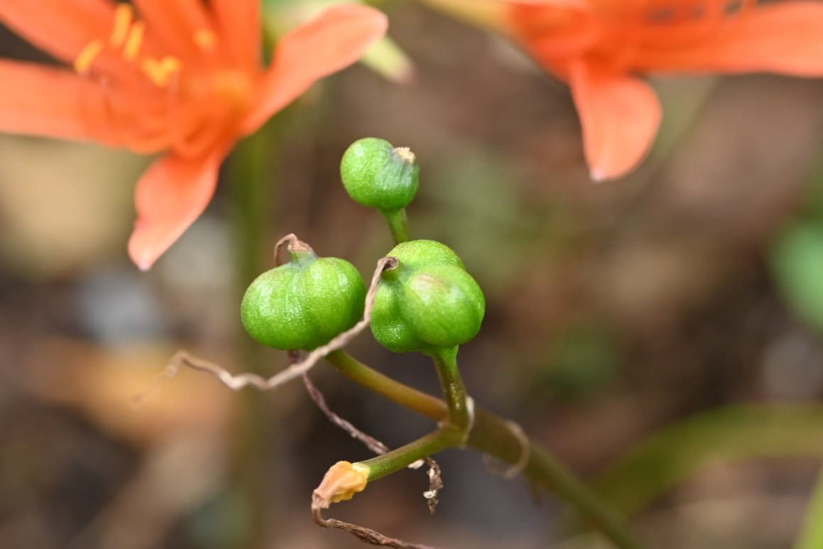 キツネノカミソリ きつねのかみそり 庭木図鑑 植木ペディア