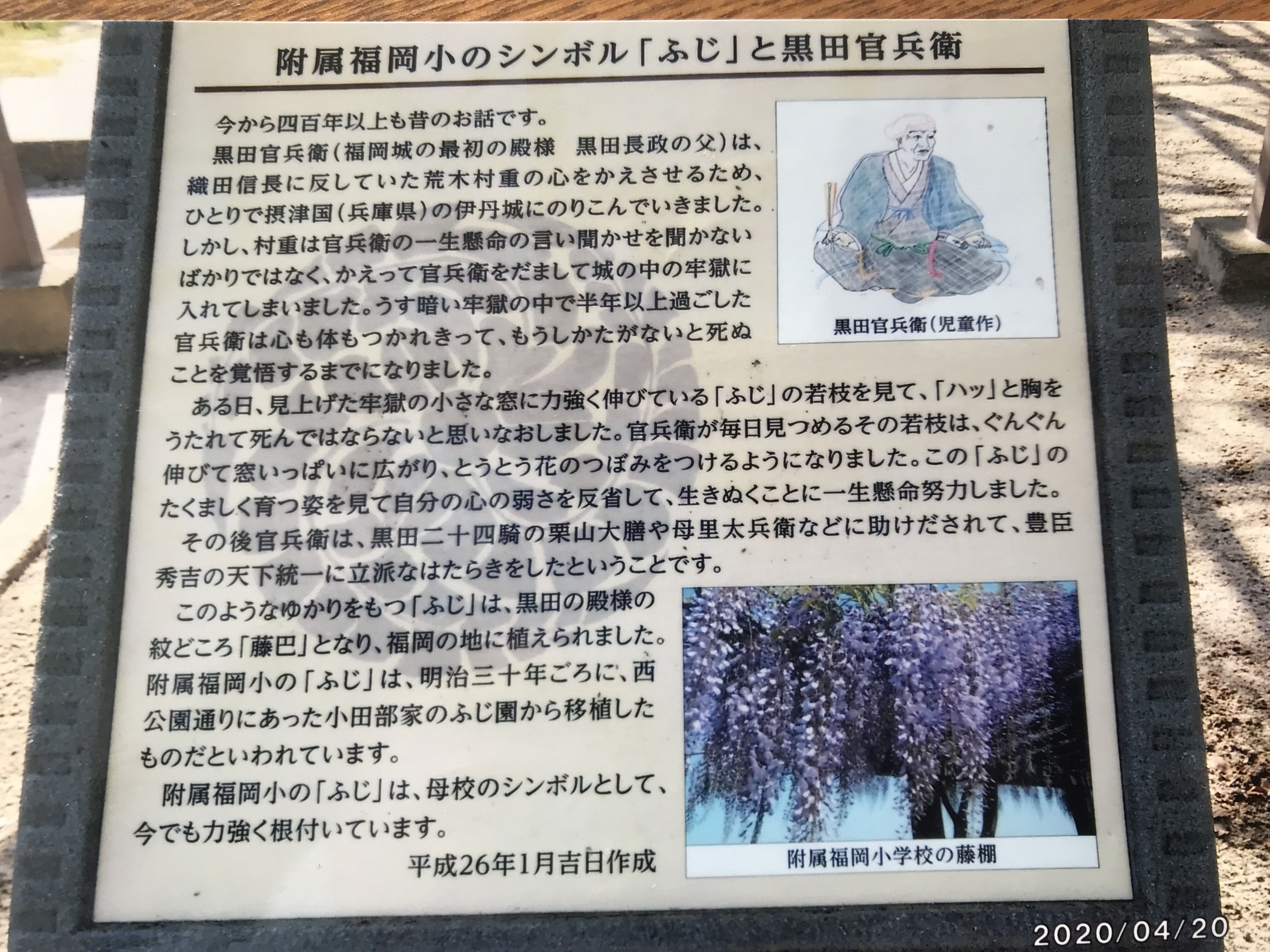 小田部のフジによせて ３ Fbc1901