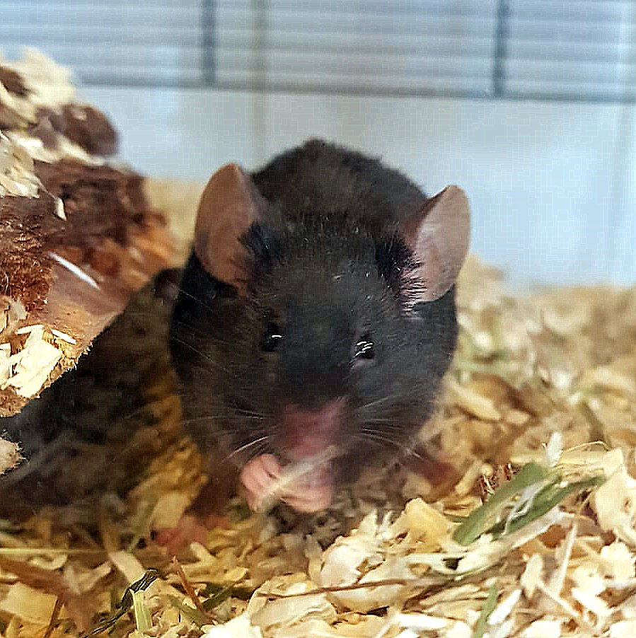 Kleintiere suchen ein neues Zuhause - Tierheim Flensburg