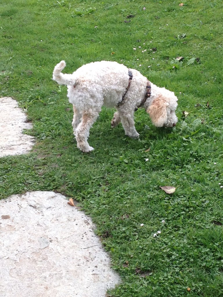 hund socke gefressen