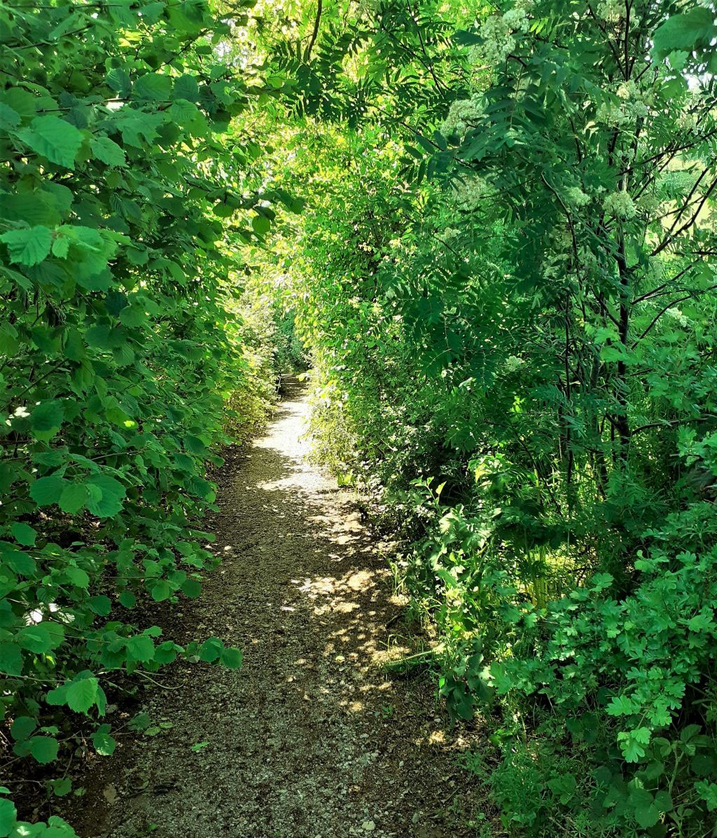 Vogelkundliche Wanderung mit dem Lions-Club Herbede-Sprockhövel Forts. - nabu-ennepe-ruhr