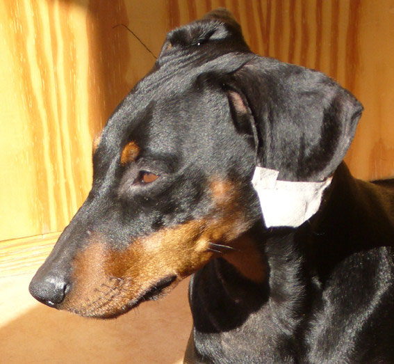 Pinscher Und Blue Angel Des Aslines De Darkenwald Megamagee Metal The Devil