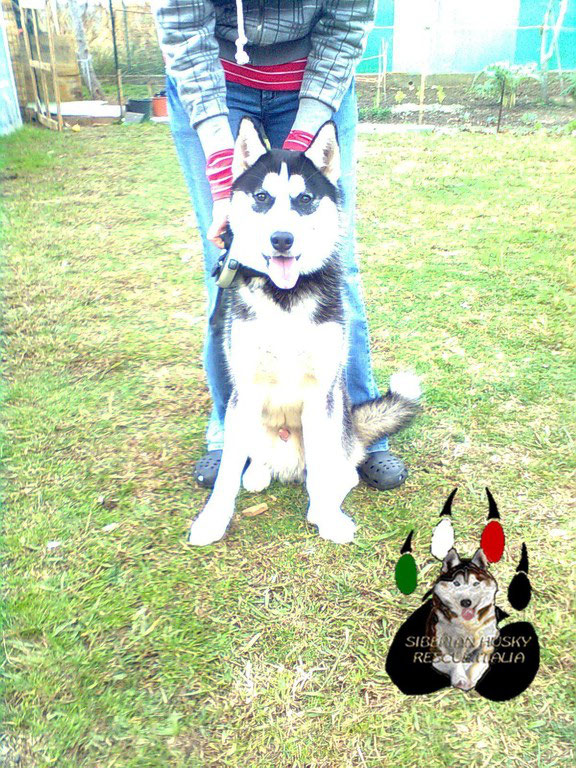 È Husky dating Rosanna