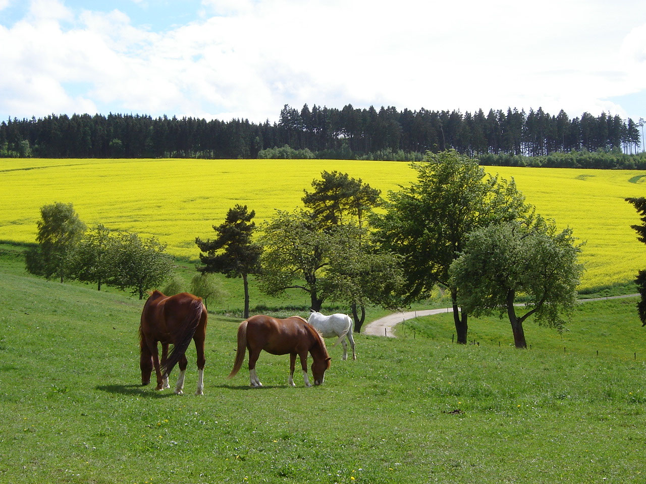 Pferdepension - Egenrother-Hof, Peter und Philipp Kornek-Strack ...