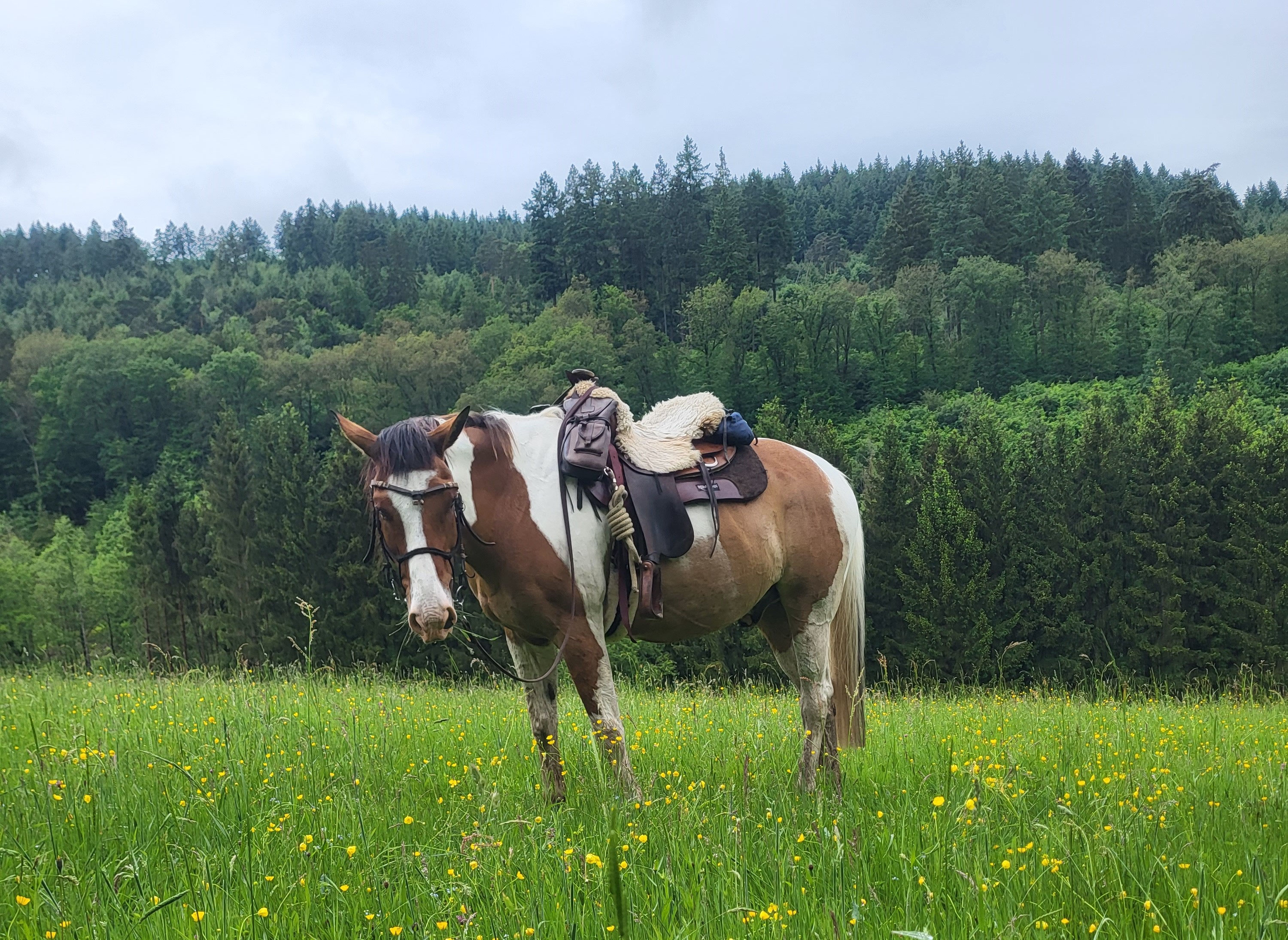 Die Ehrenberger Grenzenlos Wanderreiten Auf Den Traumpfaden Von Hunsruck Eifel Und Niederrhein