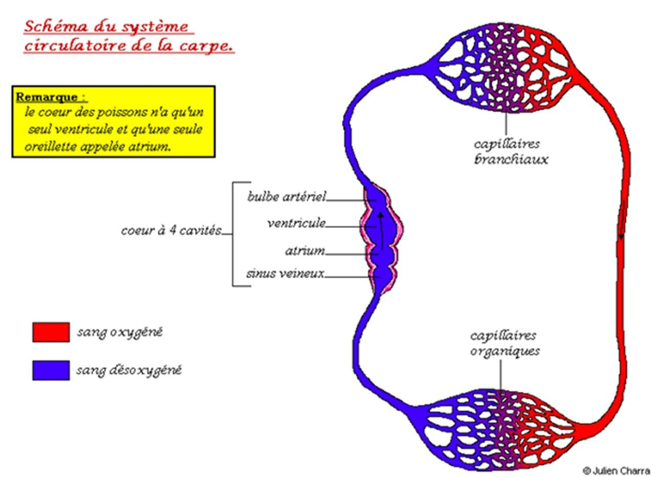 diagramme de coeur de poisson