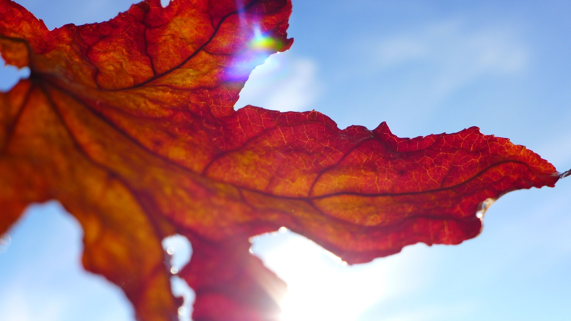 Inspiration Gedicht von Rainer Maria Rilke Herbst natalehle.de