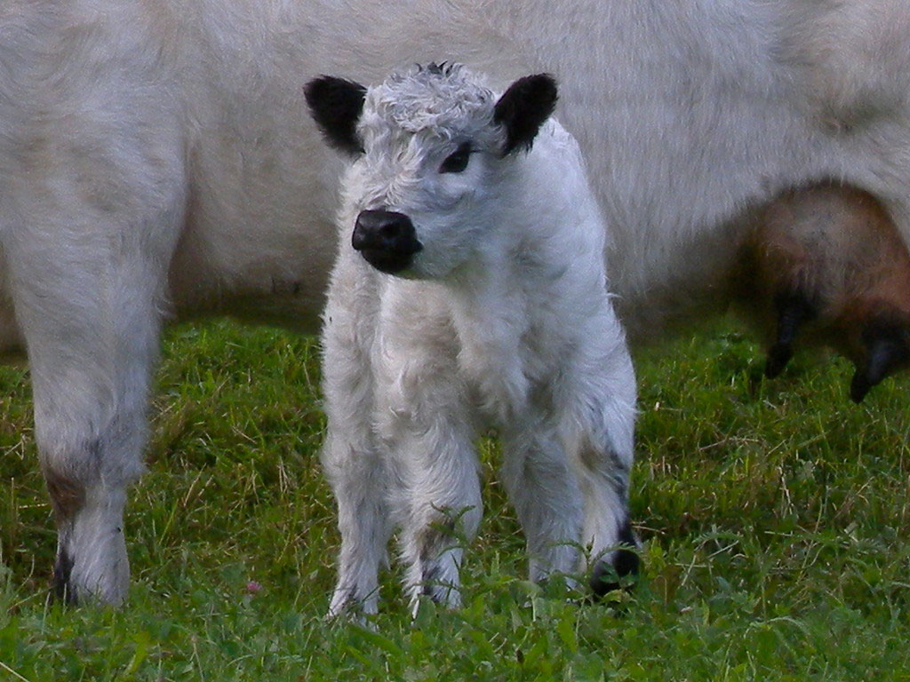 Galloways Galloway Hof Laax Www Gliott Ch