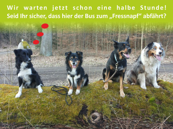 Witzige Tricks Fur Hunde Zum Nachmachen Haustiermagazin