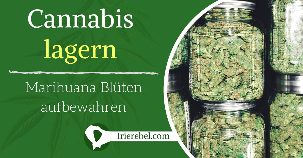 Lagern von Cannabis Marihuana Blüten Irierebel Der Löwe unter den CannabisWebseiten