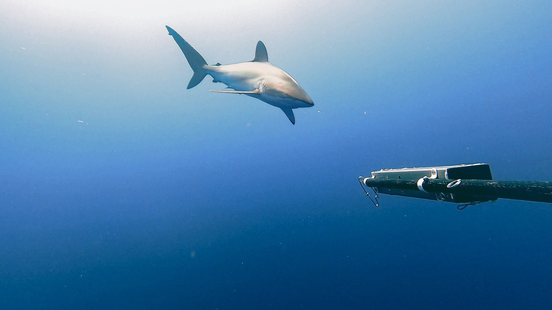 Disturbing truth behind Australia's shark nets - Nature in Mind