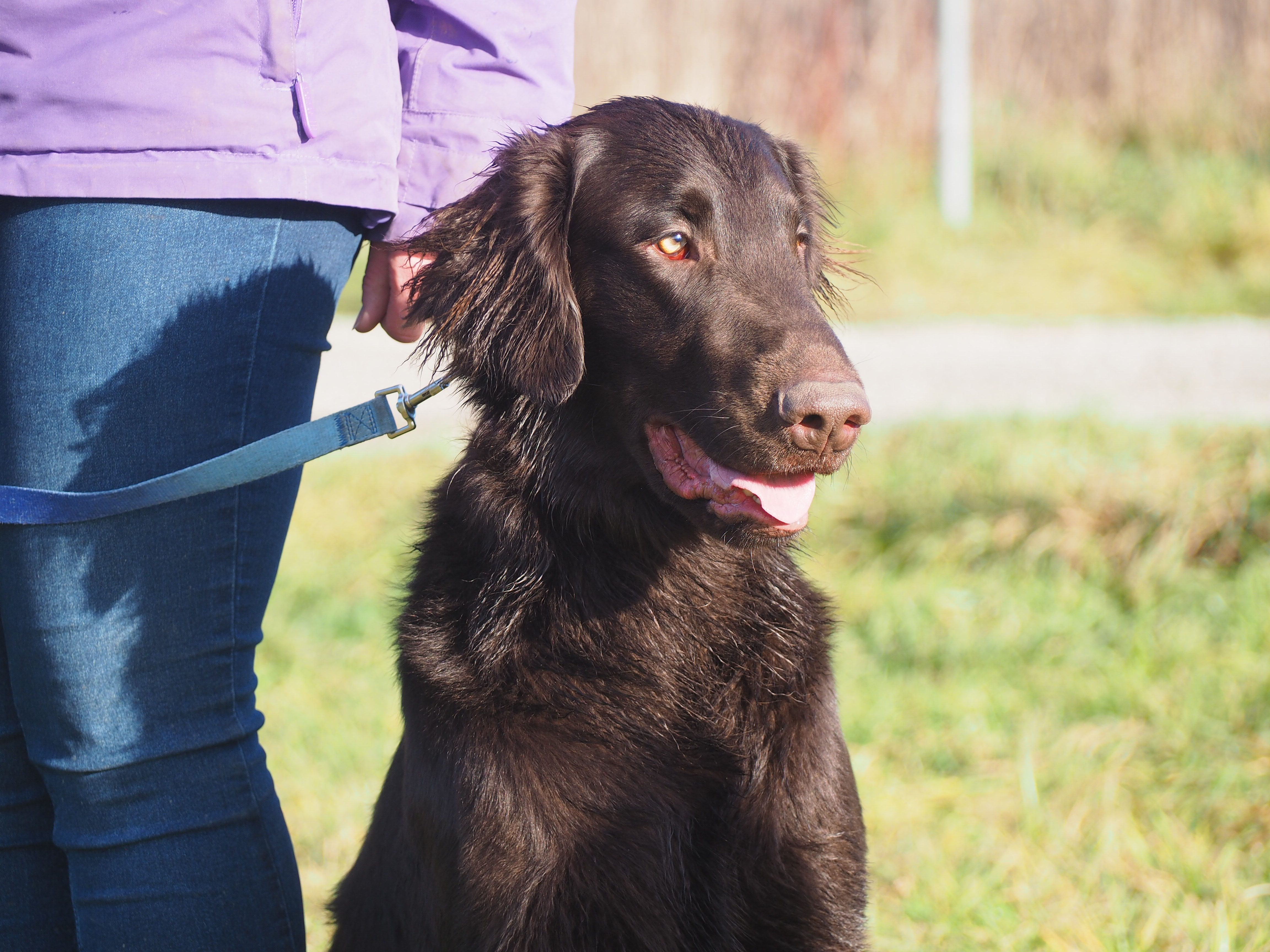 Flat Coated Retriever Welpen von seriösen Züchtern - Das Flat Coated ...