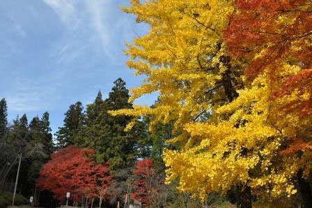 野底山森林公園 モリアオガエルの住む森 長野県飯田市