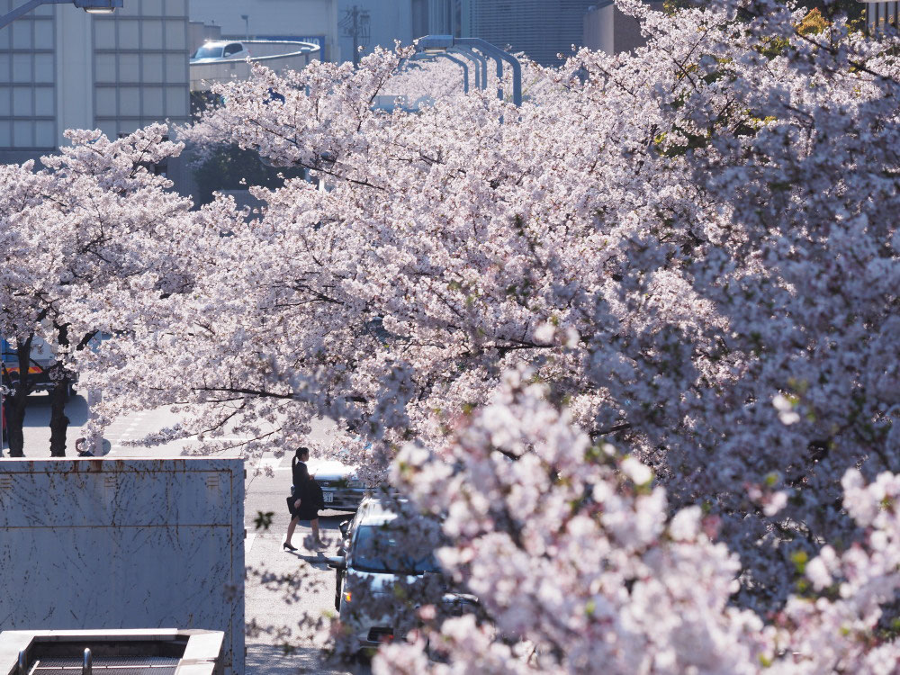 大阪駅前ダイヤモンド地区桜マップ