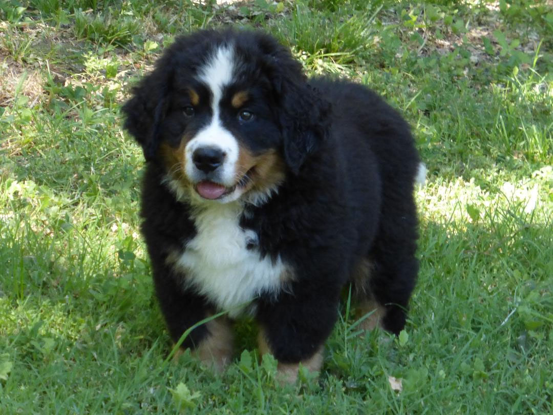 Bouvier Bernois Saint Bernard Berger Allemand Elevage De Chiens Font Buis De La Chenaie