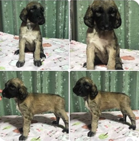 アフガンハウンド 子犬販売 Ci Penso Io シペンソイオ アフガンハウンド 子犬販売 Ci Penso Io シペンソイオ