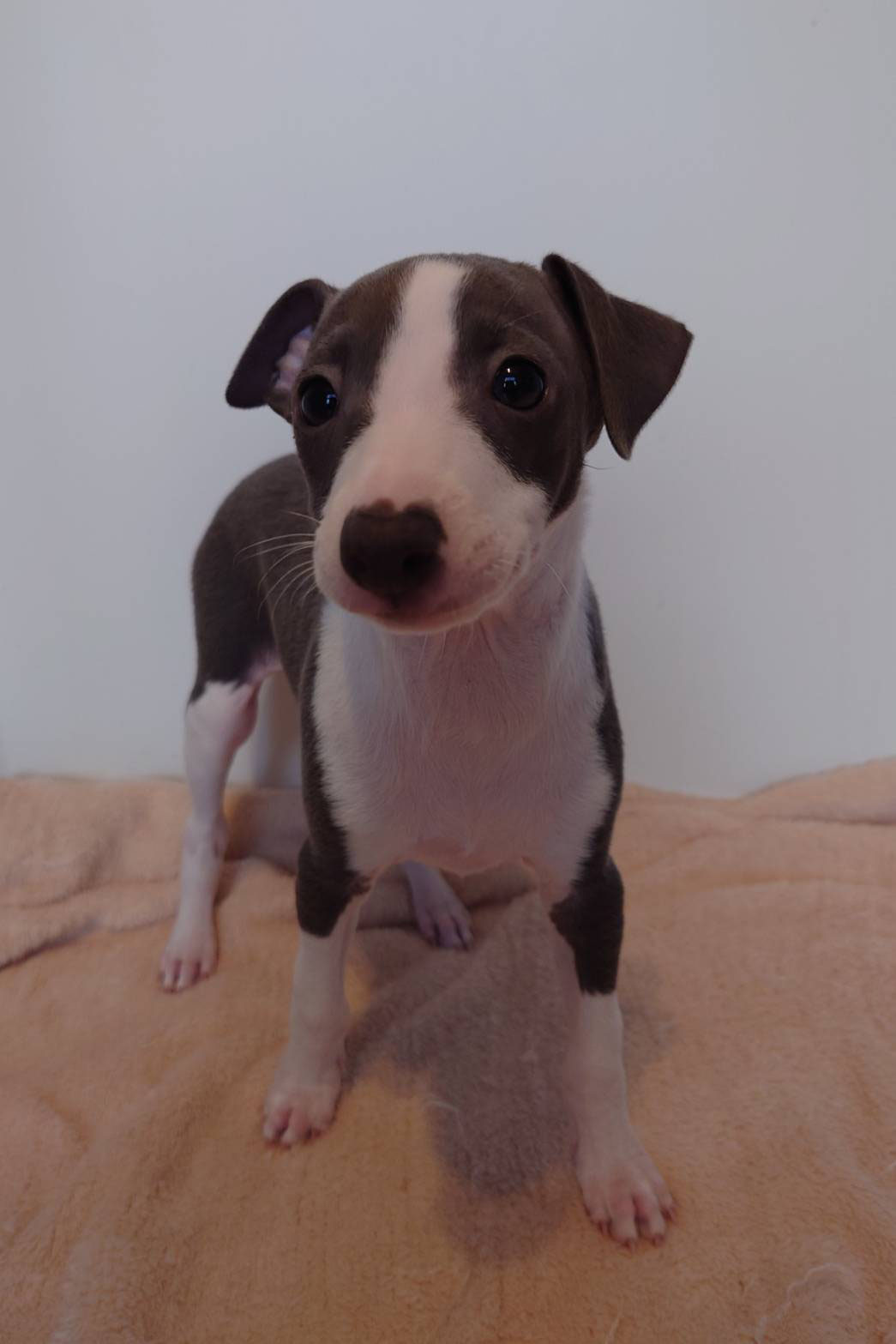 イタリアン・グレーハウンド - 子犬販売・ci penso io(シペンソイオ)