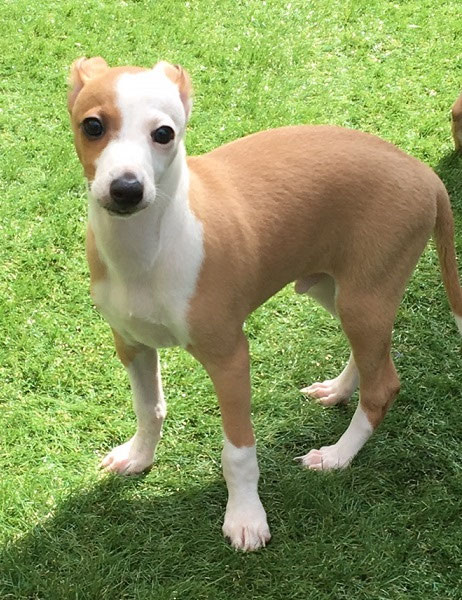 イタリアン グレーハウンド 子犬販売 Ci Penso Io シペンソイオ