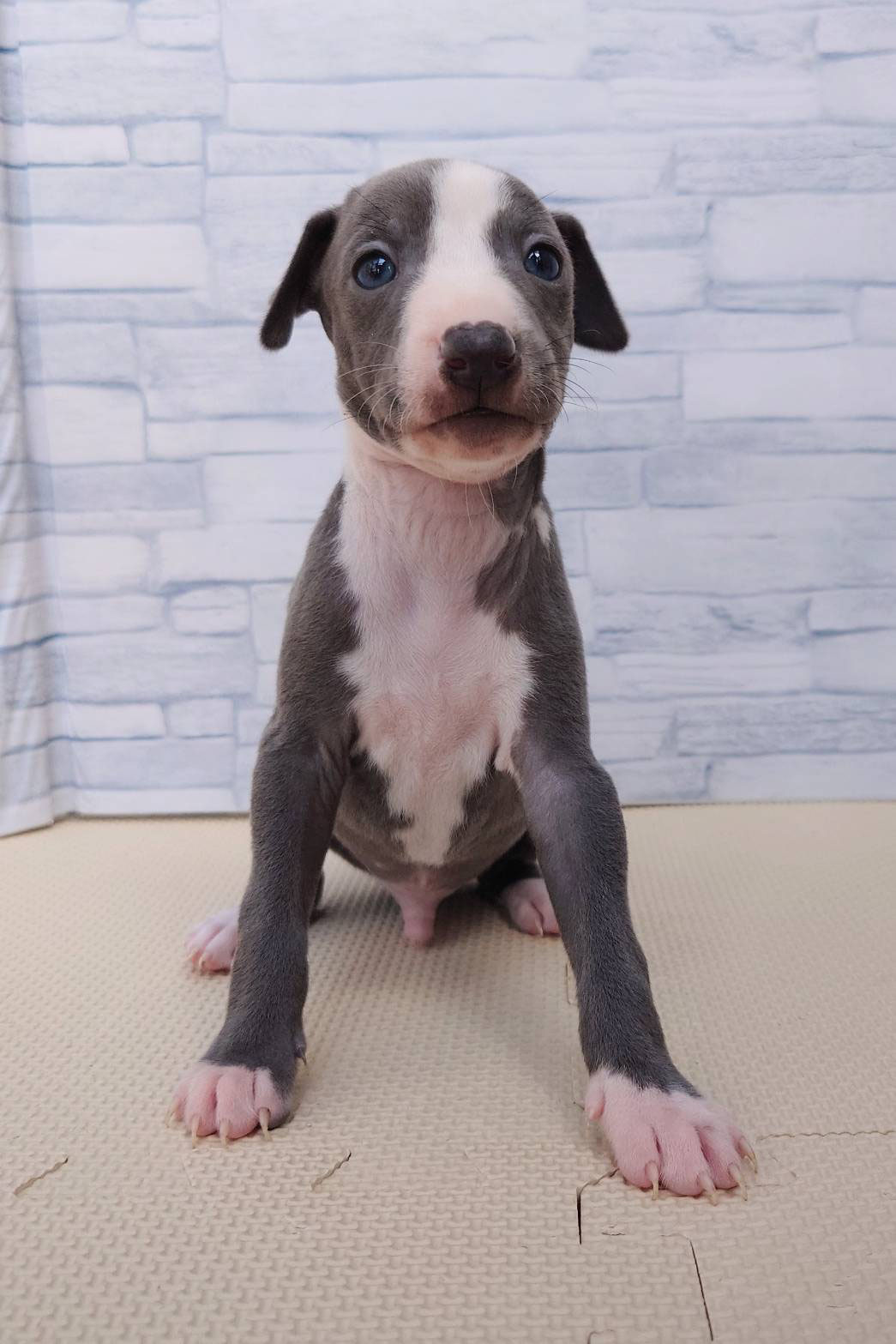 大型セールや時期 イタリアン・グレーハウンド io(シペンソイオ) penso 子犬販売・ci - 羊毛フェルト