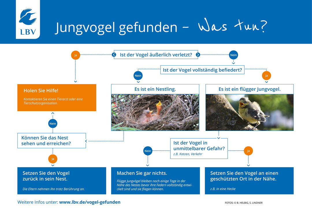 Vogel aus Nest gefallen Was tun, um den Jungvogel zu retten?