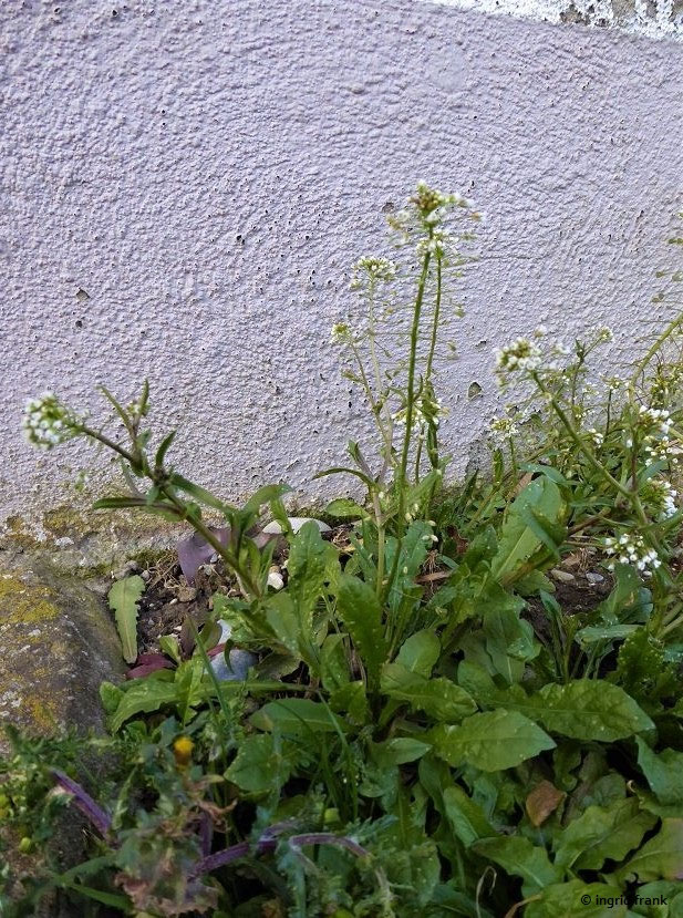 Capsella Bursa Pastoris Gewohnliches Hirtentaschelkraut Herbarium Von Ingrids Webseite