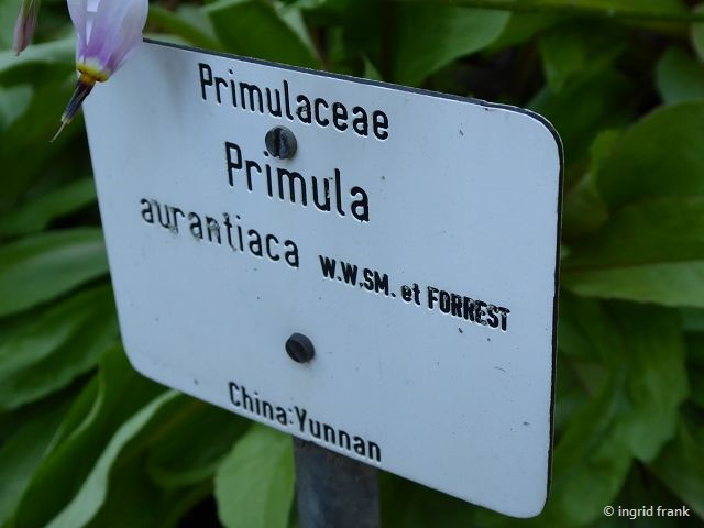 Primula Spec Primel Arten Herbarium Von Ingrids Webseite