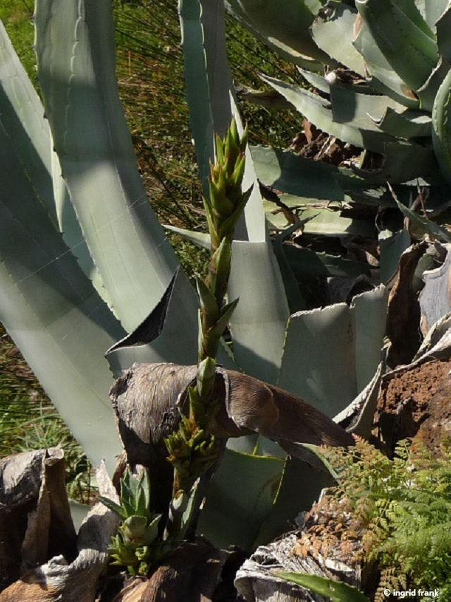 Agave spec. - Agave-Arten - herbarium-von-ingrids Webseite!
