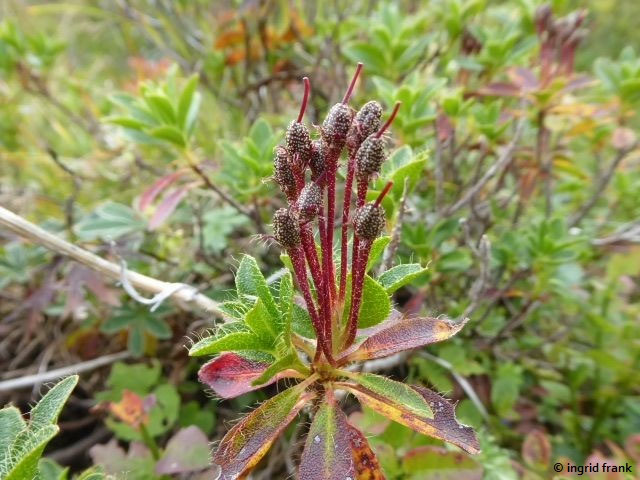 Rhododendron spec. - Alpenrose-Arten - herbarium-von-ingrids Webseite!