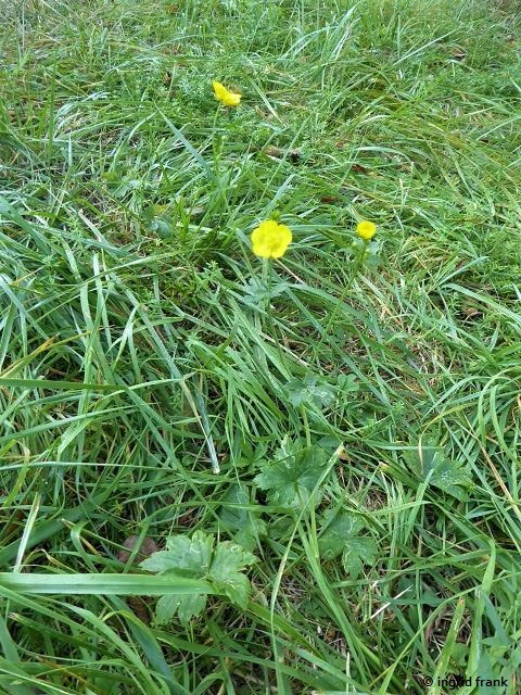 Ranunculus spec. I - Hahnenfu-Arten I - herbarium-von-ingrids Webseite!