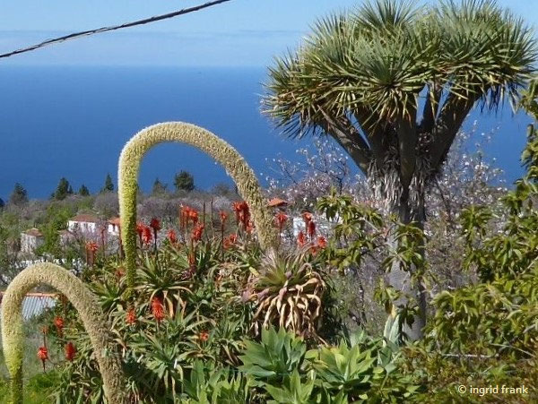 Agave spec. - Agave-Arten - herbarium-von-ingrids Webseite!
