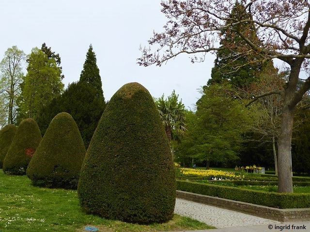 Taxus baccata - Gewhnliche Eibe - herbarium-von-ingrids Webseite!