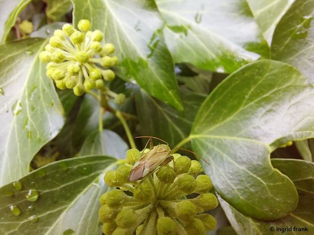 Hedera spec. - Efeu-Arten - herbarium-von-ingrids Webseite!