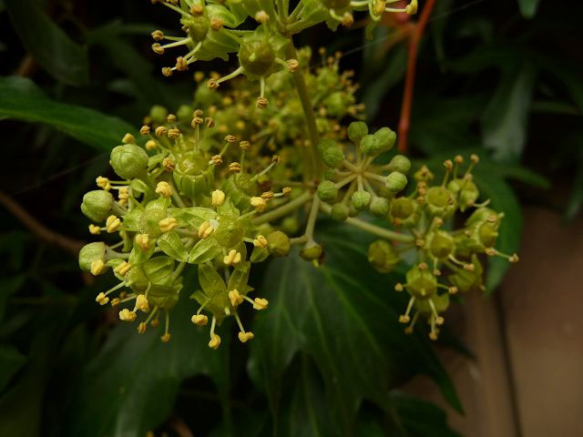 drachenbaum höhe Dracaena janet lind (Drachenbaum) kaufen