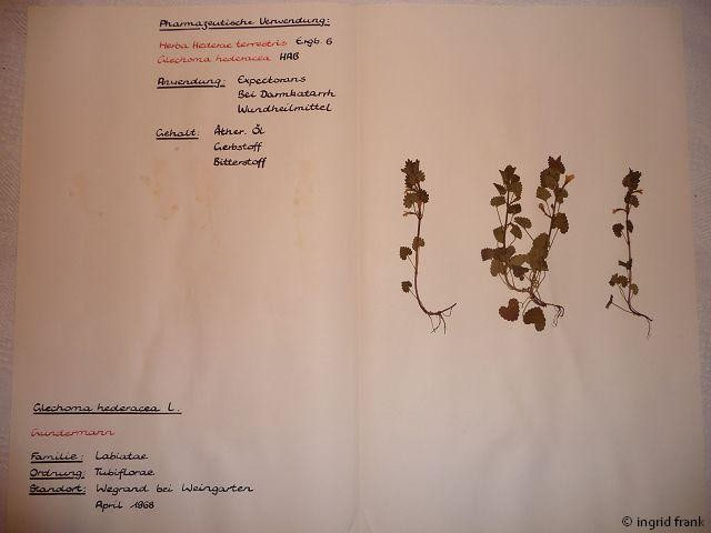 Glechoma spec. - Gundermann-Arten - herbarium-von-ingrids Webseite!