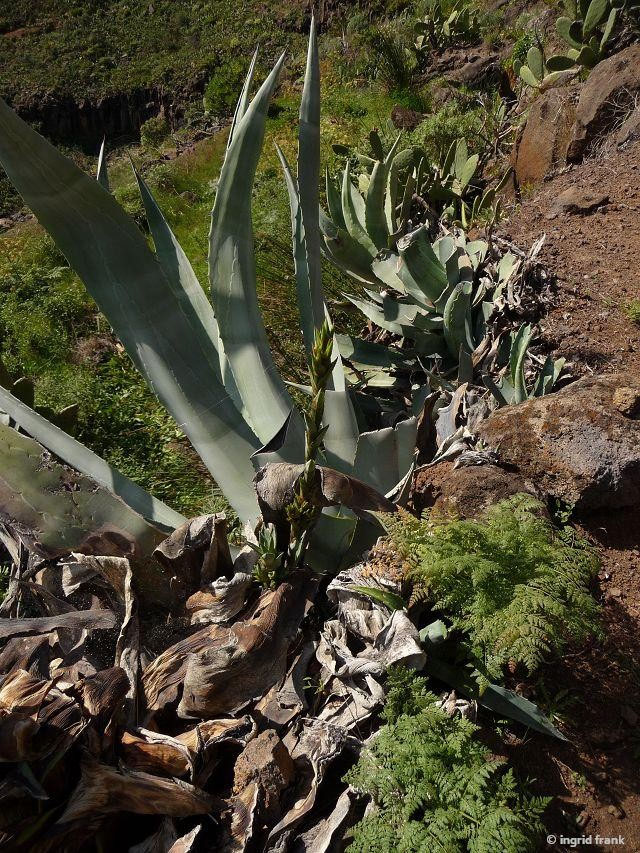 agave zimmerpflanze kaufen Agave marmorata | Seltene Agavenpflanzen