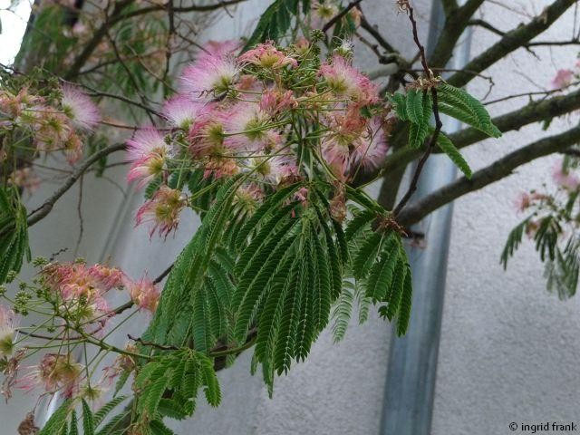 Get Schamhafte sinnpflanze Free HD Schamhafte Sinnpflanze