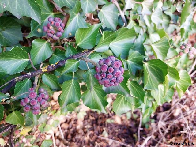 Hedera spec. - Efeu-Arten - herbarium-von-ingrids Webseite!