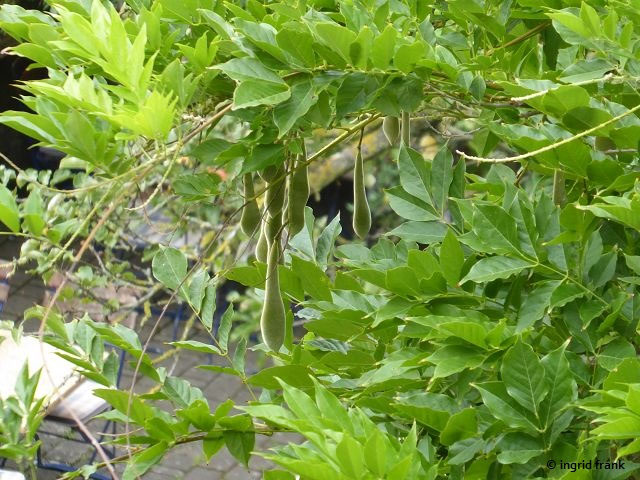 Wisteria sinensis - Chinesischer Blauregen, Glycine. Glyzinie -  herbarium-von-ingrids Webseite!