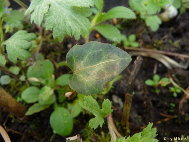 Hedera spec. - Efeu-Arten - herbarium-von-ingrids Webseite!
