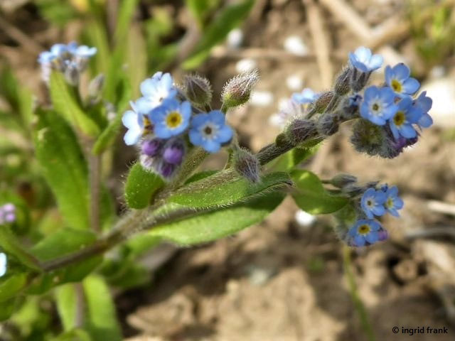Myosotis Spec Vergissmeinnicht Arten Herbarium Von Ingrids Webseite